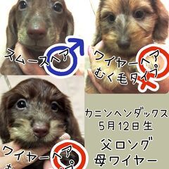スタンダードプードル＆珍しいむく毛タイプのワイヤーダックス産まれ...
