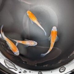 品種改良メダカ!アクアリウムやビオトープにオススメ。の画像