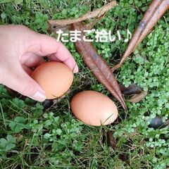 にわとりカフェ★鶏ふれあい体験★鶏さんと遊んで卵を拾ってミルクセーキを飲もう - 地元のお店