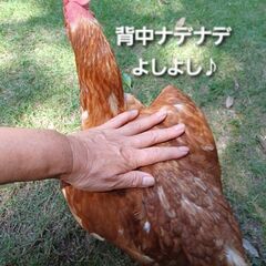 にわとりカフェ★鶏ふれあい体験★鶏さんと遊んで卵を拾ってミルクセーキを飲もう - 熊毛郡