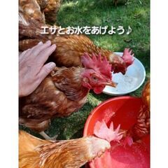 にわとりカフェ★鶏ふれあい体験★鶏さんと遊んで卵を拾ってミルクセーキを飲もう − 山口県