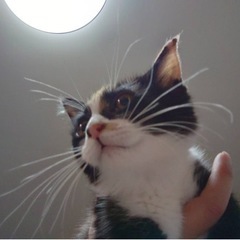 🍒【終の住処決まりました🙇‍♀️【和三盆ちゃん】珍しいもよう！ま...