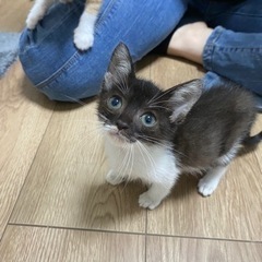トライアル中　白黒　ココちゃん　メス
