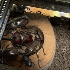 カブトムシ