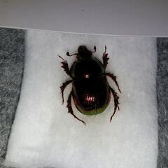 オオセンチコガネ
