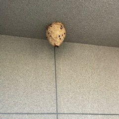 蜂駆除
