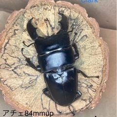 スマトラオオヒラタ　84mmペア 　A