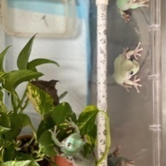 【決まりました！⠀】イエアメガエルの画像