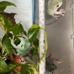 【決まりました！⠀】イエアメガエルの画像
