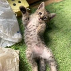 里親さん募集です。