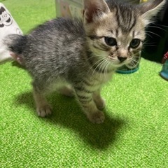 子猫ちゃんの里親さん募集中です。
