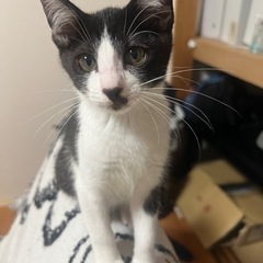 ハチワレ兄妹里親募集