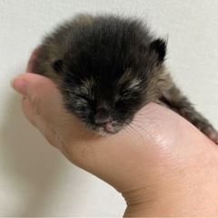 急募子猫2匹 里親さん募集✨ - 一関市