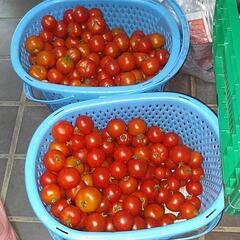 中玉トマトフルティカ\🍅/フルーツトマト