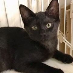 黒黒兄弟アンくんミツくんふたりでアンミツ💓