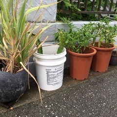 取引完了　0円 植木の画像