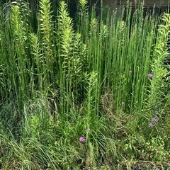 7/30(日)のみ 除草作業のお手伝いをお願いしたいです