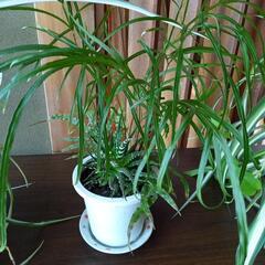 シダと多肉植物