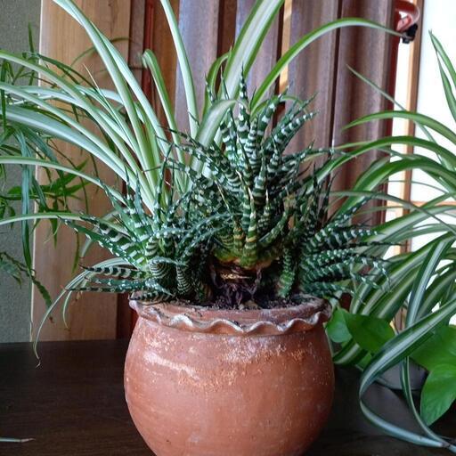 オリヅルランと多肉植物