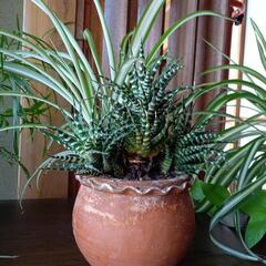 オリヅルランと多肉植物