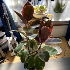ゴムの木　フィカスルビーの画像