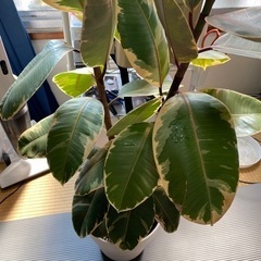 ゴムの木　フィカスルビーの画像