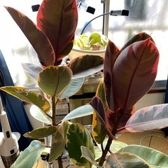 ゴムの木　フィカスルビーの画像