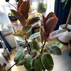 ゴムの木　フィカスルビーの画像