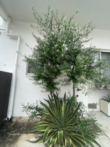 ※お取引き中　10月引き渡し予定　観葉植物　オリーブの木