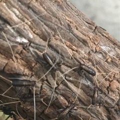 (1)  鈴虫　もらってください