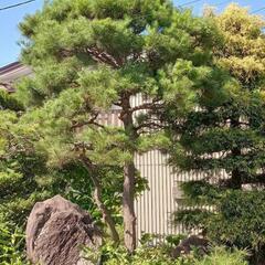 【早い者勝ち】松等の植木　欲しい方にお譲りしますの画像