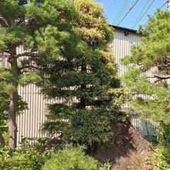 【早い者勝ち】松等の植木　欲しい方にお譲りしますの画像