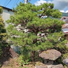 【早い者勝ち】松等の植木　欲しい方にお譲りしますの画像
