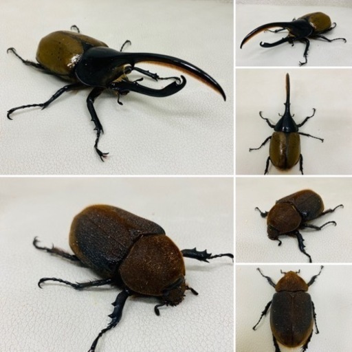 2023年7月上中旬羽化 ヘラクレスオオカブト ペア（オス・メス）