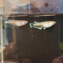 レッドクリフ紅白　１ペア　(めだか／メダカ)の画像