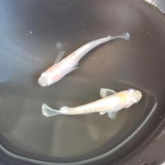 レッドクリフ紅白　１ペア　(めだか／メダカ)の画像