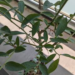 ブルーベリー　苗木