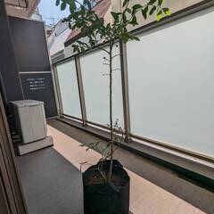 ブルーベリー　苗木の画像