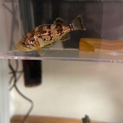 メバル稚魚　海水魚