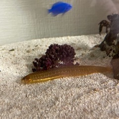 ギンポ　稚魚　海水魚