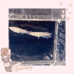 ✩.*˚ 決まりました！値下げします!!700円⇒500円✨️め...