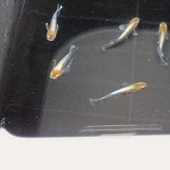 めだか　各種