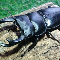 即ブリ マツノ血統 オオクワガタ トリオ♂♀♀ 未使用　23021