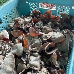 おかげ様で残り2袋のみ‼️生キクラゲ生産者です🉐