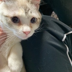 人が大好きすぎる女の子