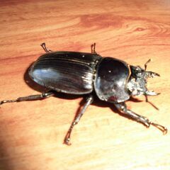国産オオクワガタ(白眼)♀４2ミリー1