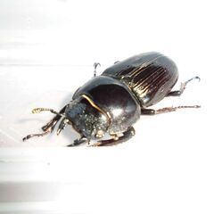 国産オオクワガタ(白眼)♀４2ミリー2