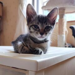 人懐っこくて、擦り寄って来る可愛い子猫‼️