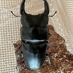 （お取引中）国産オオクワガタ① おまけ付き 早期なら更におまけ！