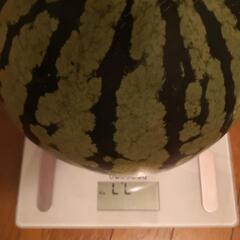 野菜   大玉スイカ 3L